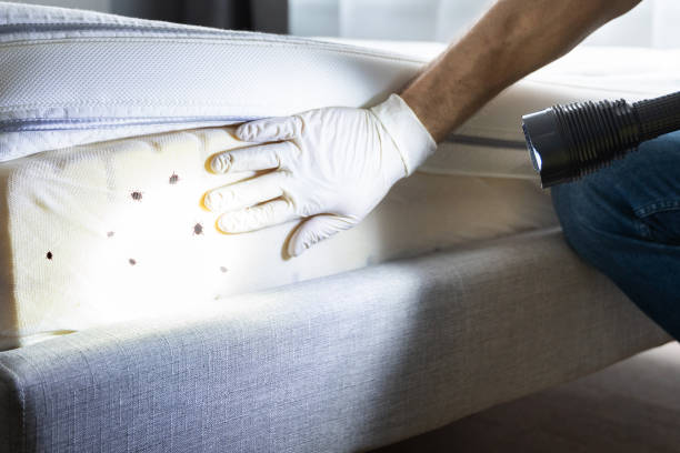 Best Flea Control Services  in Naples Manor, FL