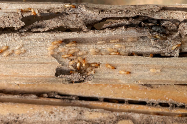 Best Wasp Removal Services  in Naples Manor, FL